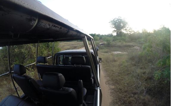 Leopard Trails