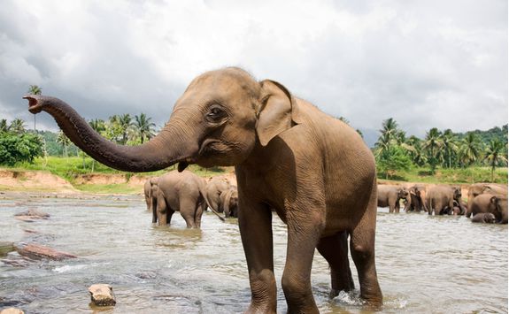 Elephant Safari