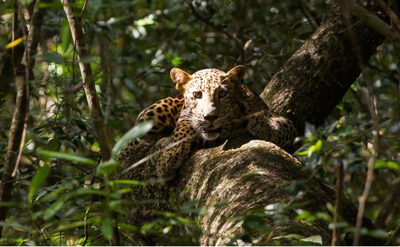 Leopard Spotting