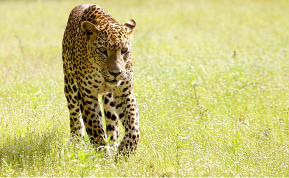 Leopard, Wilpattu