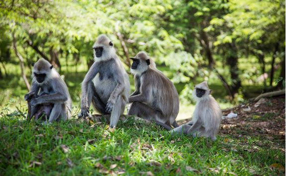 Monkeys, Sri lanka