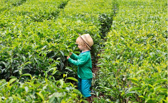 Tea plantation, kid