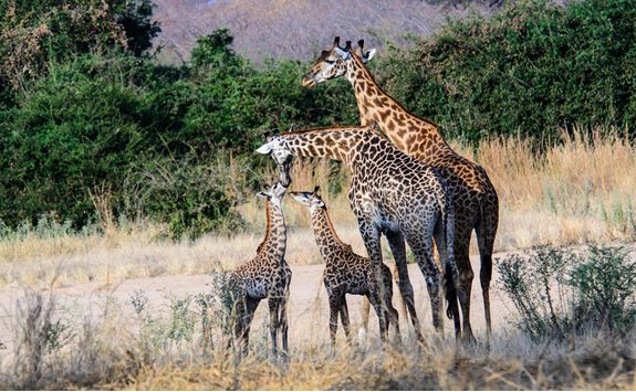 Giraffes spotting, Africa