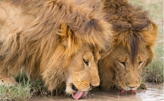 Lions drinking