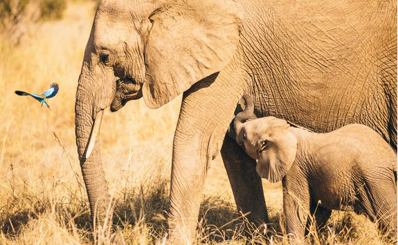 Elephants Safari, Africa