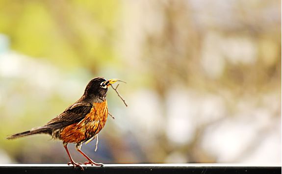 Birdlife, Tanzania