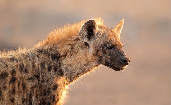 hyena namibia