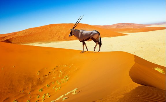 oryx sossusvlei