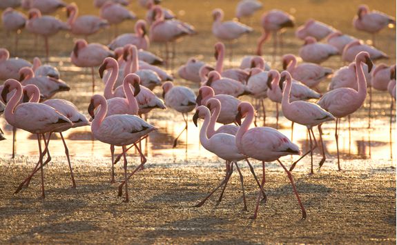 flamingoes walvis bay