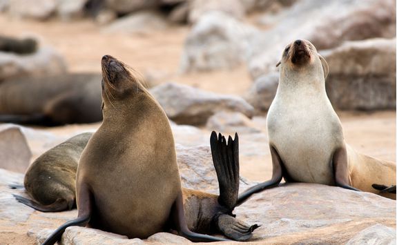 seals swakopmund