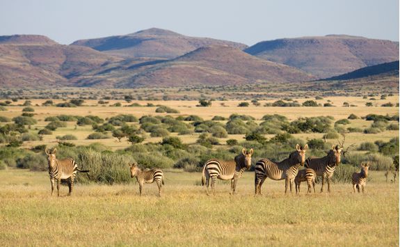 zebra damaraland