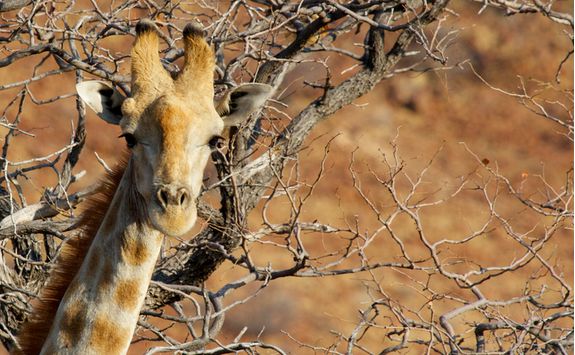 giraffe damaraland