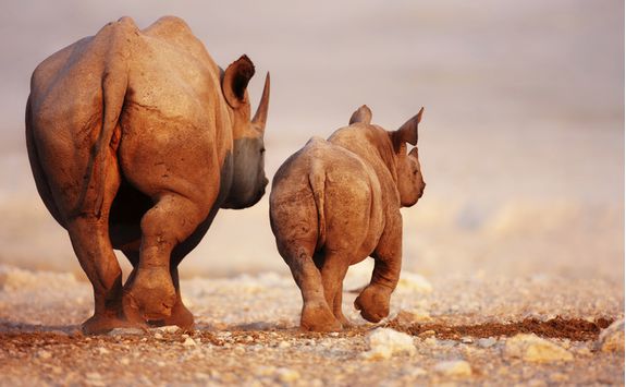 black rhino calf etosha