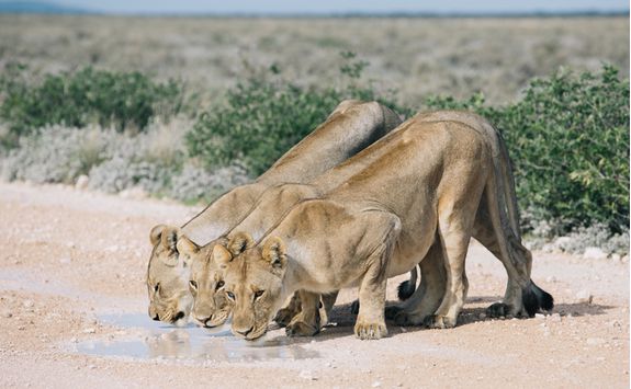 lioness etosha