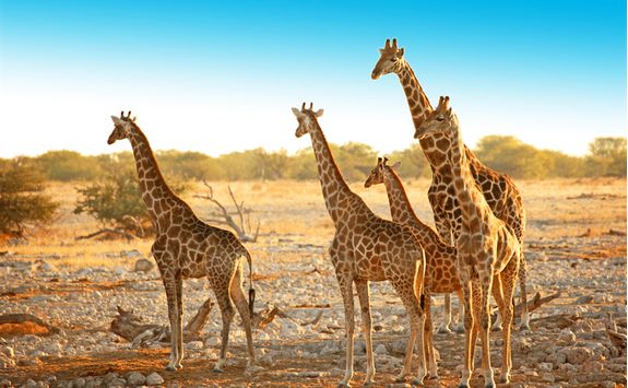 etosha giraffe family