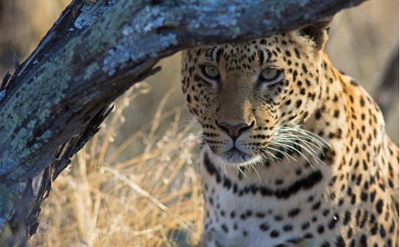 okonjima leopard