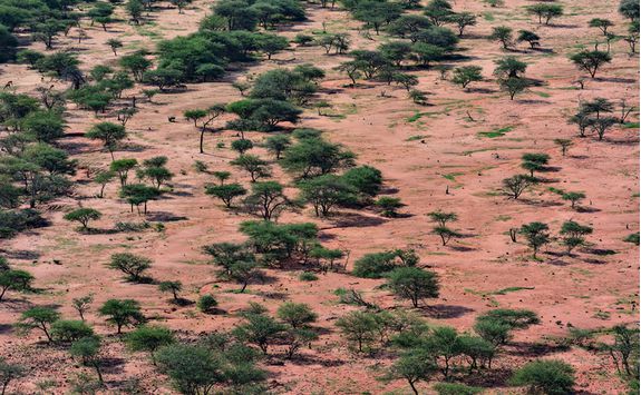 okonjima reserve