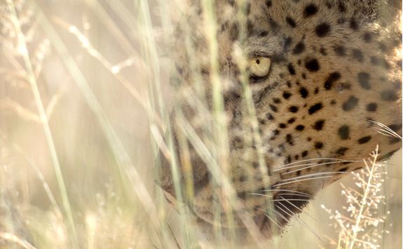 leopard okonjima