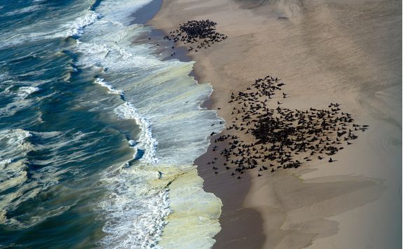 Seal Colony, Skeleton Coast