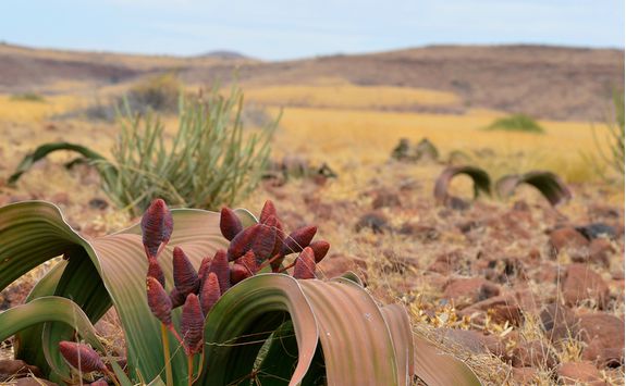 Welwitschia Mirabilis