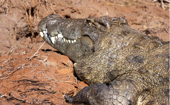 Crocodile, Namibia