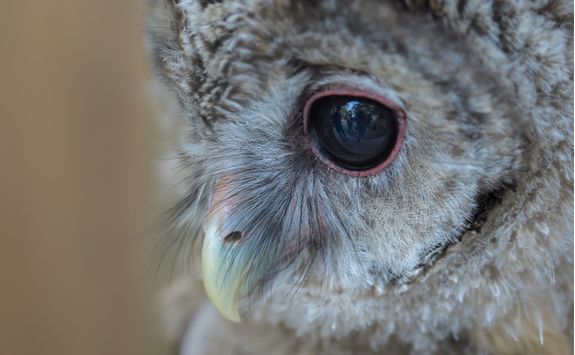 Owl cafe in Tokyo
