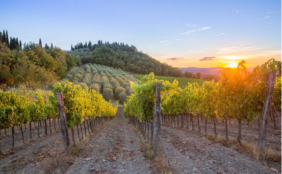 Winery in Tuscany