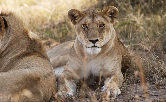 A lion in the Serengeti
