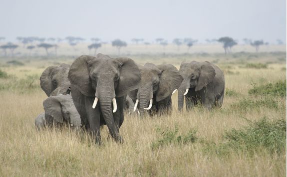 Elephants in the Serengeti