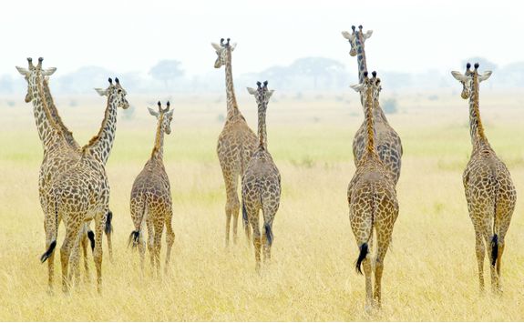 A herd of Giraffes