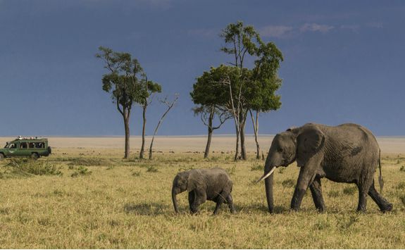 An elephant herd on safari
