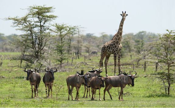 wilderbeast and giraffes