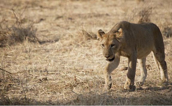 A lion in Selous