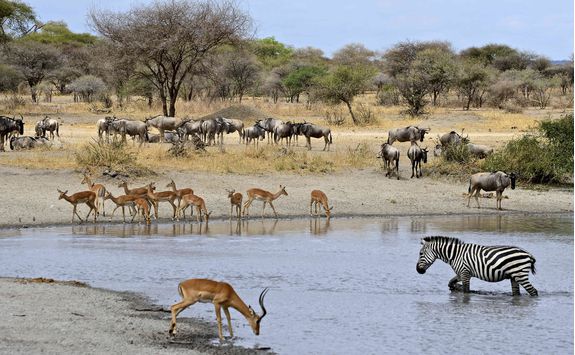 A watering hole in Selous