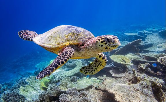 maldives-sea-turtle