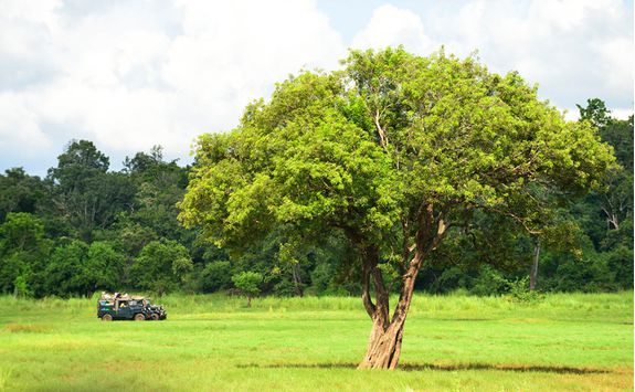 safari transfer