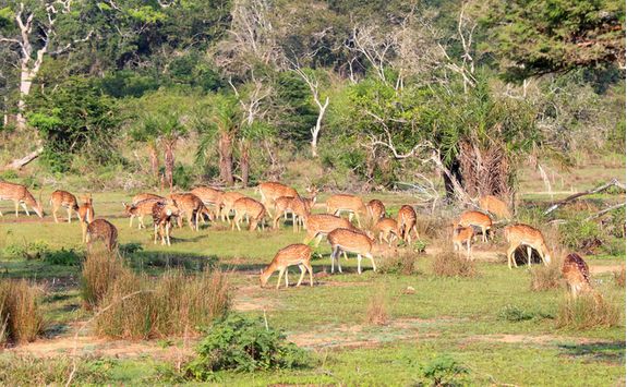 wilpattu national park deer