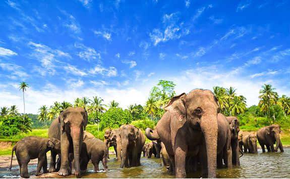 elephants
