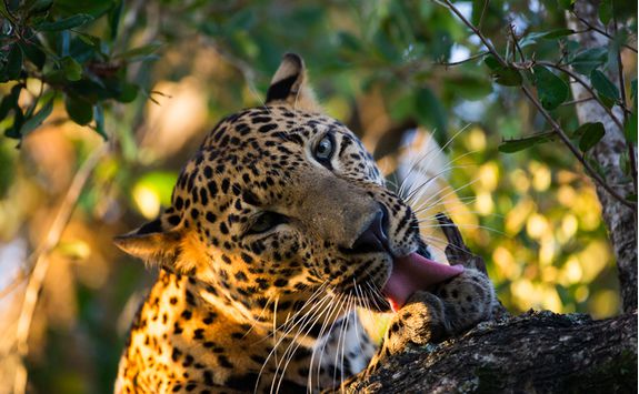 leopard