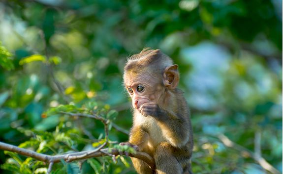 monkey