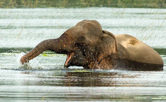 wilpattu national park
