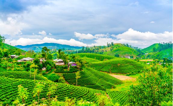 tea fields