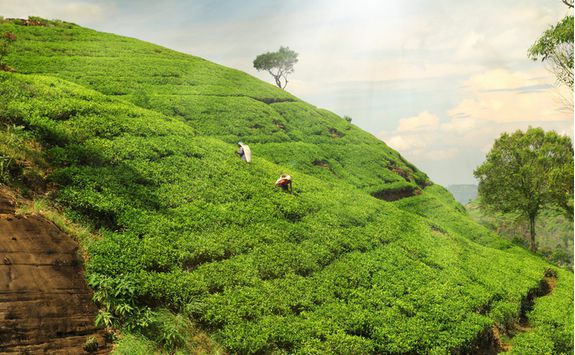 tea hills