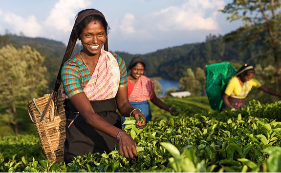 tea picking