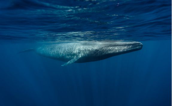 whale
