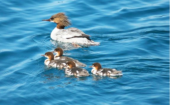 Ducks on Lake Toya