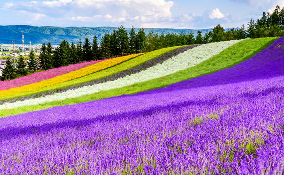 Fields of flowers in Furano