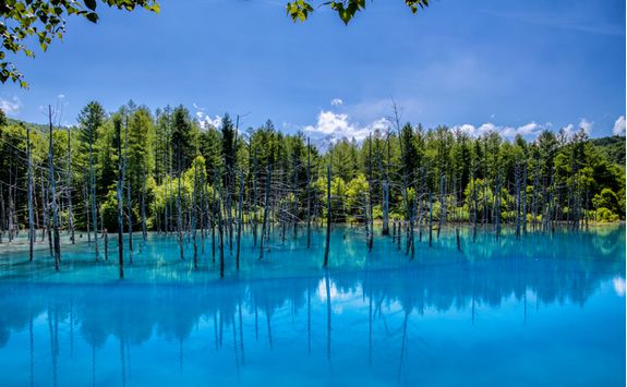 Beautiful blue Biei Lake