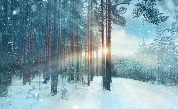 snowy forest