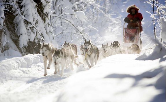 aurora safari camp dog sledging